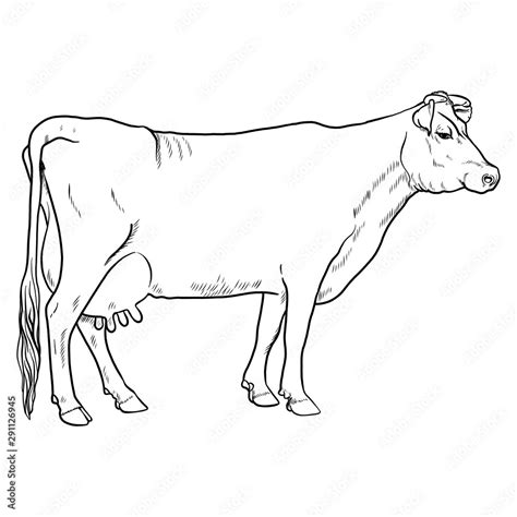 classic illustration of a dairy cow. vector graphics, monochrome ...