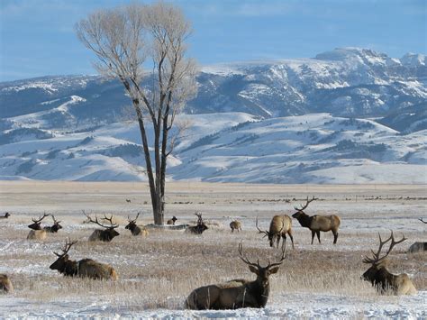 NATIONAL ELK REFUGE 2021 HUNT CHANGES | EHUNTR