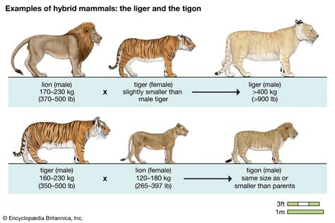 Liger VS Tigon : r/coolguides