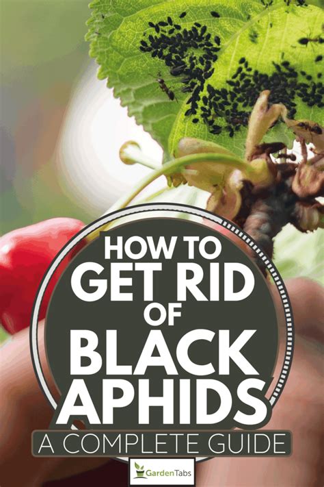 How To Get Rid Of Black Aphids [A Complete Guide]