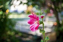 Category:Alcea (cultivars) - Wikimedia Commons