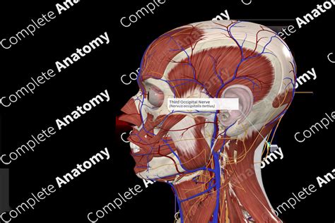 Third Occipital Nerve | Complete Anatomy