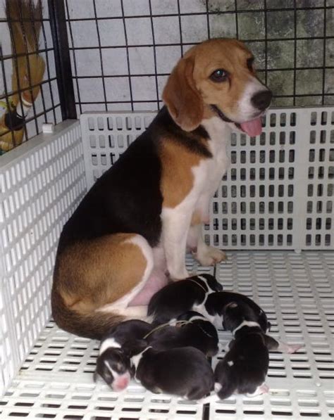 Beagle Puppies Pictures | Puppies Dog Breed Information Image Pictures