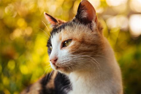 77 Calico Cat Names for Tri-Colored Beauties | Great Pet Care