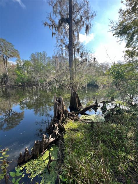 #swamp #florida Swamp, Campaign, Florida, Environment, The Florida