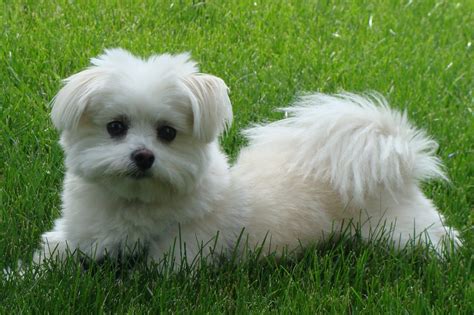 maltese/pom mix