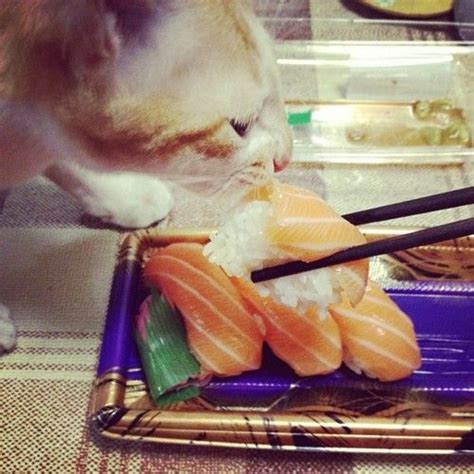 Pin on Cats-Sushi