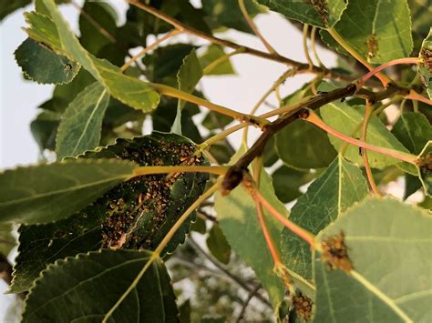 Infestation on cottonless cottonwood tree - what is it and how to deal ...