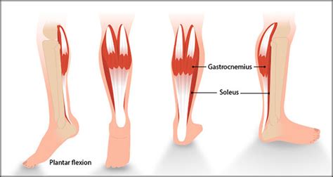 exercises to develop calf muscles > OFF-65%