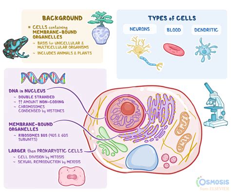 Eukaryotic Cell: What Is It, Difference from Prokaryotic Cells, and ...