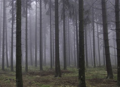 Foggy woods -- Can you feel the silence between the trees? Scary Woods ...