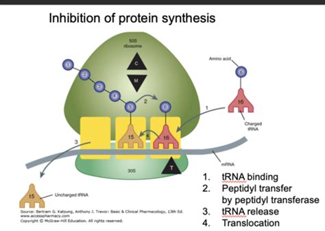 9-10 Protein Synthesis Inhibitors Flashcards | Quizlet