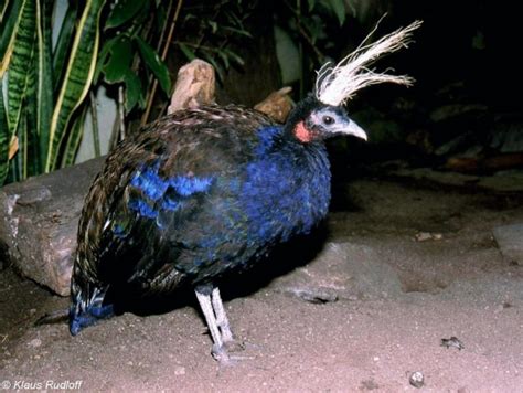 Congo Peafowl – birdfinding.info