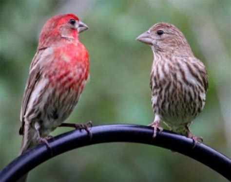 Male and female house finches | Backyard birds, Birds, Finches bird