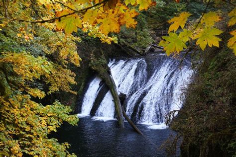 Oregon fall foliage: When will trees reach peak color? - oregonlive.com