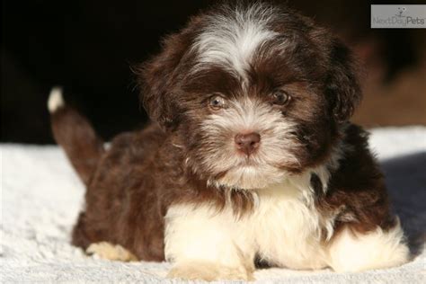 Chocolate Havanese Puppies For Sale In Michigan - Havanese Puppies ...