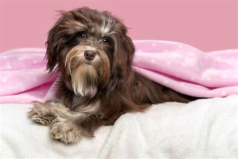 Chocolate Havanese: 13 Amazing Color Combinations Revealed