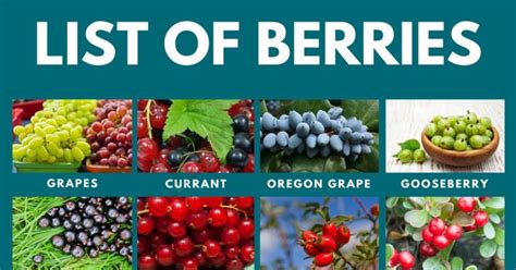 Types of Berries: List of 49 Berries with Yummy Pictures • 7ESL