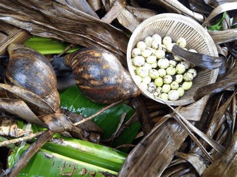 Snail Eggs: All You Need To Know About the Incubation and Hatching ...