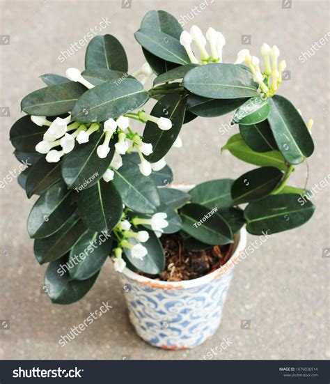 508 Stephanotis floribunda Images, Stock Photos & Vectors | Shutterstock