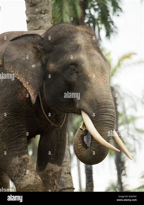 Sumatra Sumatran elephant Indonesia endangered Stock Photo - Alamy