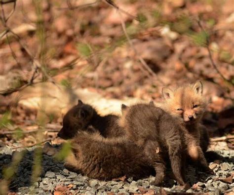 Father And Daughter Find Baby Foxes In Their Backyard | Bored Panda