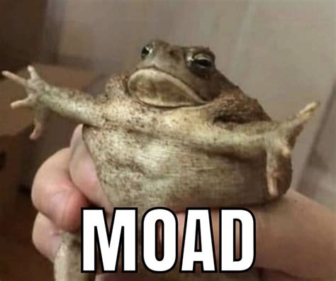 Funny Frog Pictures: Hilarious Toad with Mad Expression