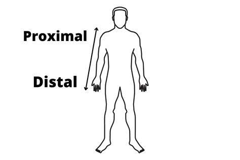 Proximal E Distal Anatomia - REVOEDUCA