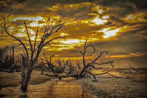 The Driftwood Beach In South Carolina's Botany Bay Preserve Looks Like ...