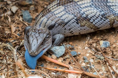 Australian Blue-Tongue Lizard (Warning: 6 images): Nature and Wildlife ...