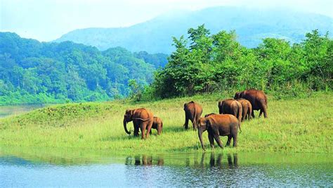 Thekkady, Kerala, Thekkady Tourism, Hotels in Thekkady, Resorts in ...