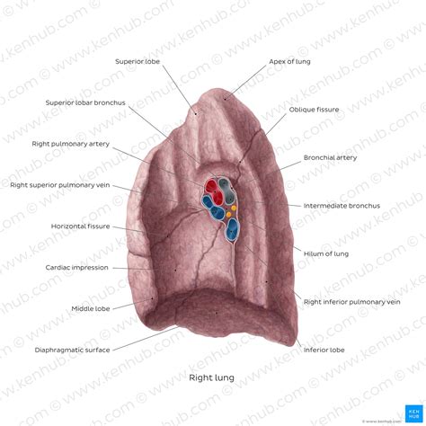 Hilum of the lung: Anatomy and clinical aspects | Kenhub