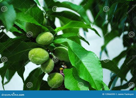 Fuzzy Peaches Growing stock image. Image of harvest, fuzzy - 13966599