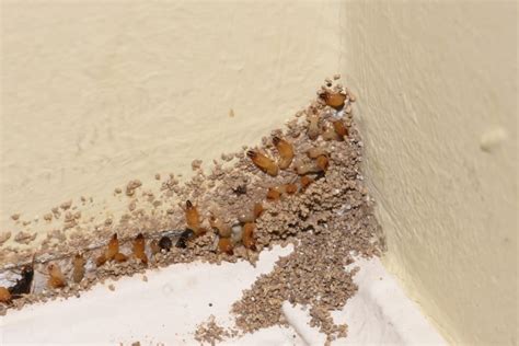 Recognize These 7 Early Signs of a Termite Infestation