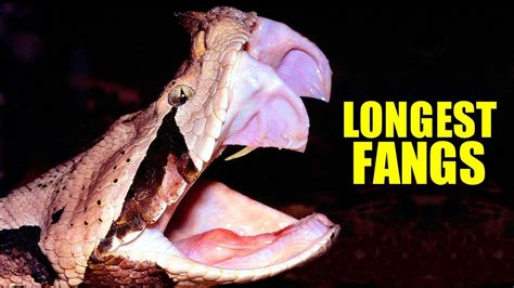 Gaboon Viper Facts: the LONGEST SNAKE FANGS 🐍 Animal Fact Files - YouTube