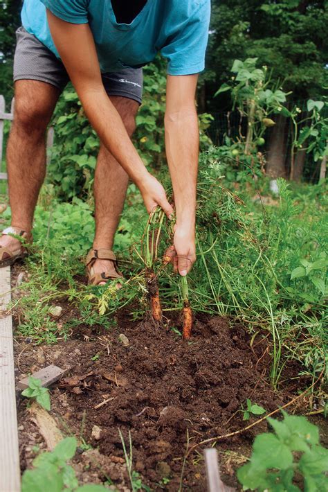 Best Carrot Varieties to Grow From Seed - Fine Gardening