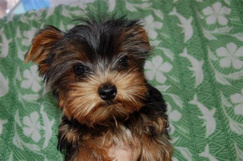 The Heavenly Yorkies: TeaCup Puppies 16 weeks