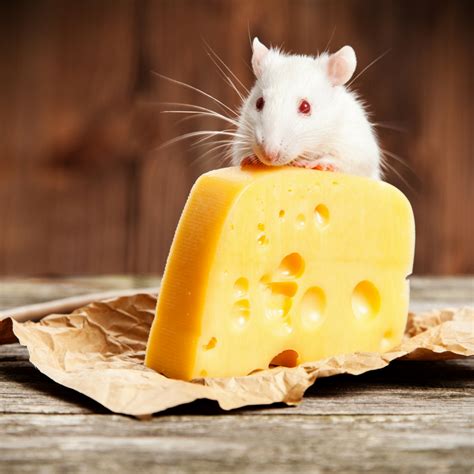 Myth-taken Identity: Do Rats and Mice Really Love Cheese? - ARC