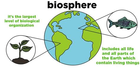 Kneip, Maria / Biology of the Living Earth