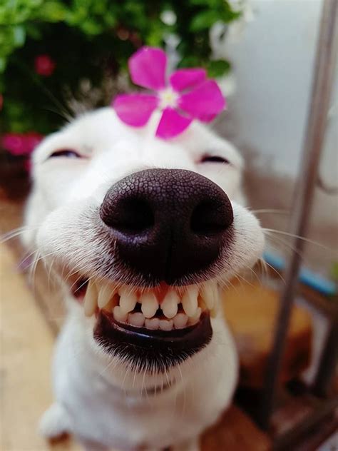 Smiling animals, Cute funny animals, Happy dogs