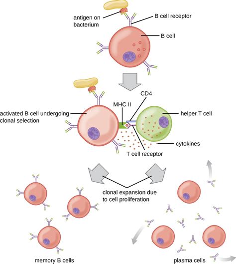 B Lymphocytes and Humoral Immunity | Microbiology