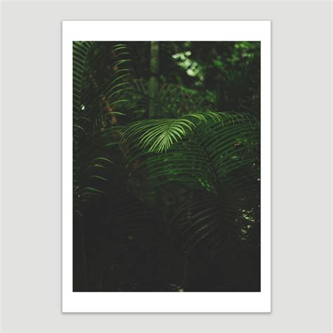 Tropical Forest Ferns - Κάντο Κορνίζα