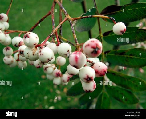 "mountain ash tree berries, England Stock Photo - Alamy