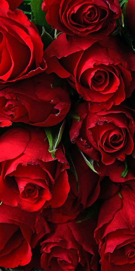 Red Rose Flower Wallpaper | Best Flower Site