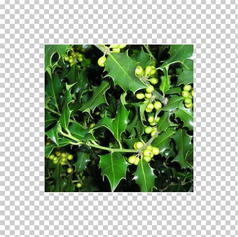 Common Holly Hedge Buxus Sempervirens Tree Quercus Ilex PNG, Clipart ...