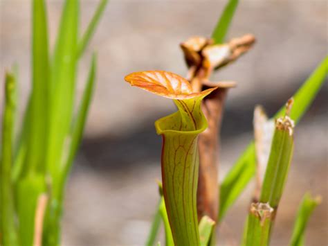 Growing Carnivorous Plants outside | South West Carnivorous Plants