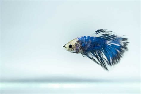 Restoring the Grace of Your Betta: Essential Tips to Heal Fin Rot