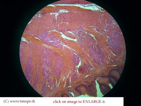 Histology Slides Database: tongue histology slides