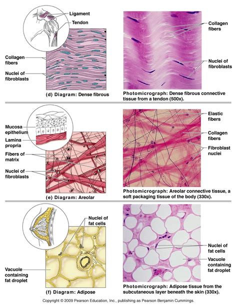 Human Tissue | Biology Pictures: Connective Tissue Cells in Human Body ...