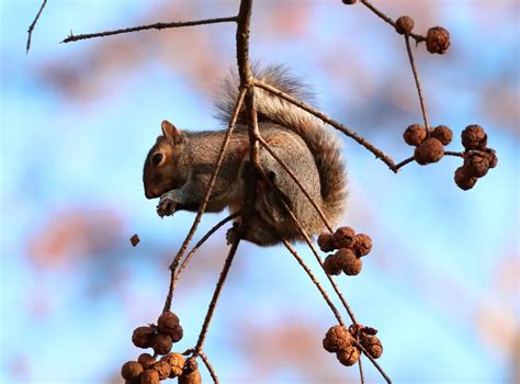 What Does Squirrel Poop Look Like: Identification & Pictures